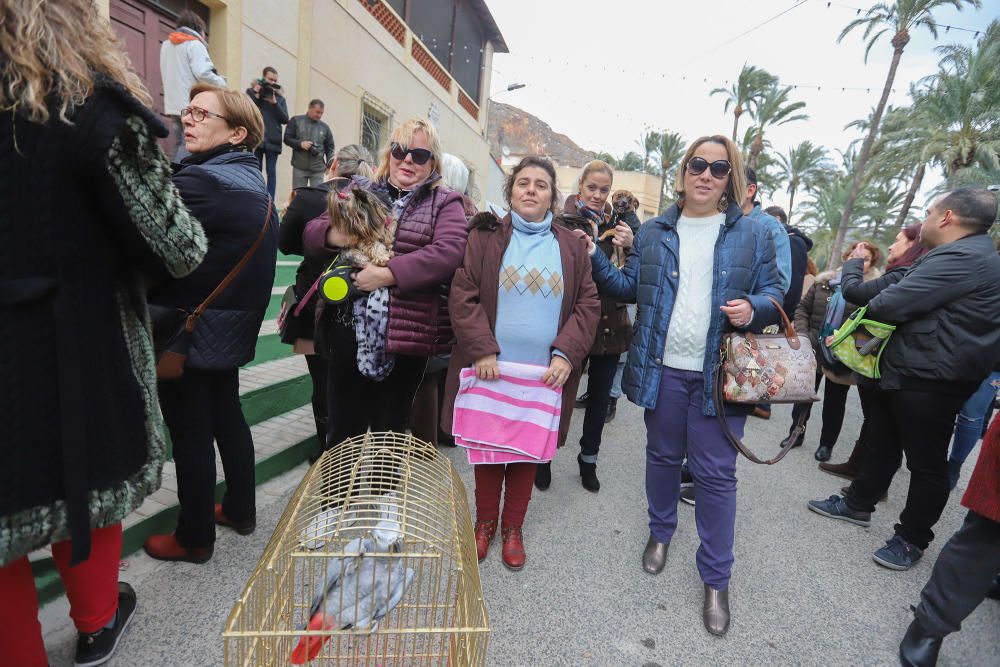 Orihuela celebra San Antón con el concurso de charlatanes, bendición y distinciones