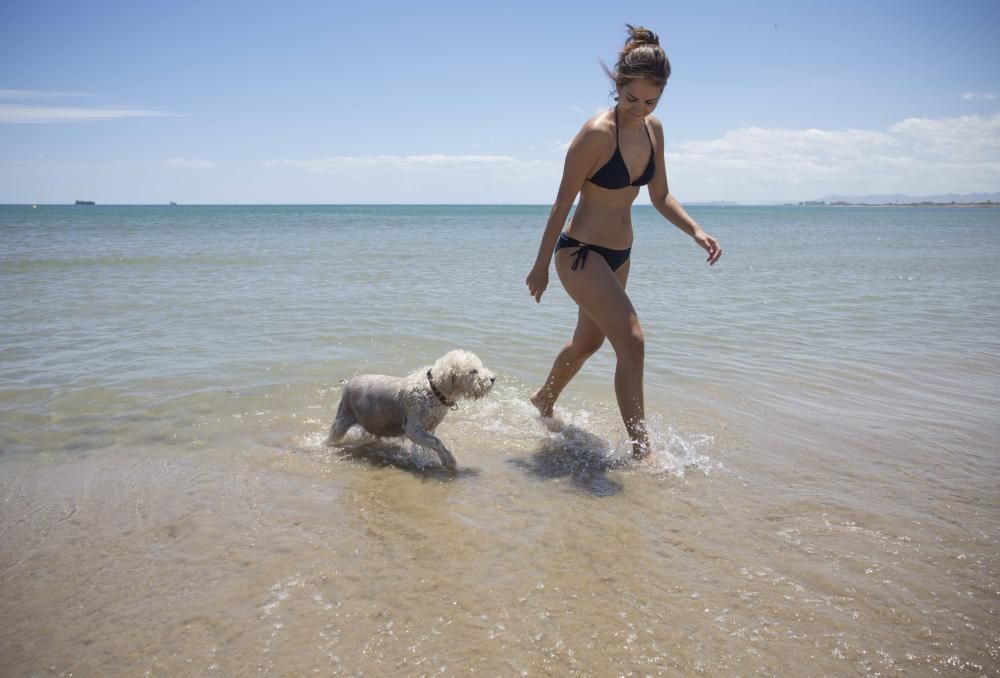 Primer día de la zona para perros en la playa de Pinedo