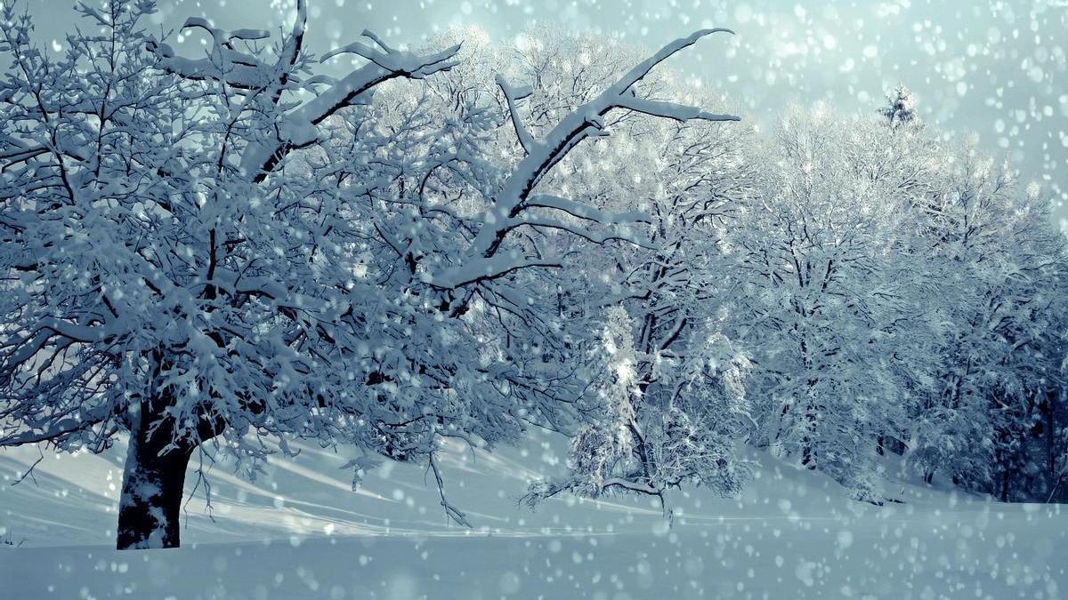 Los árboles 'recuerdan' los episodios de frío intenso.