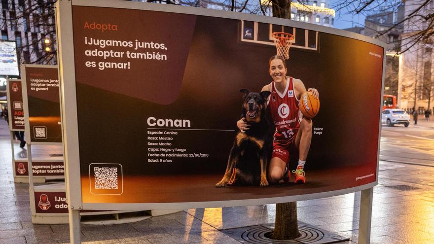 El Casademont Zaragoza anima a la adopción de perros y gatos