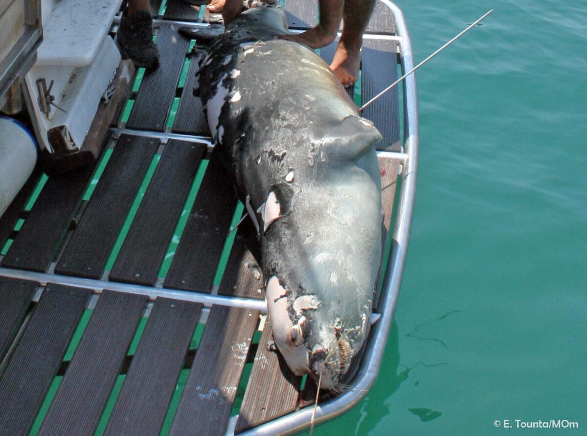 Matan de un arponazo a la foca monje más emblemática del Mediterráneo