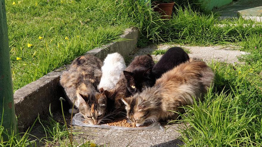 Un centenar de gatos callejeros están sin esterilizar en Vigo desde hace más de un mes