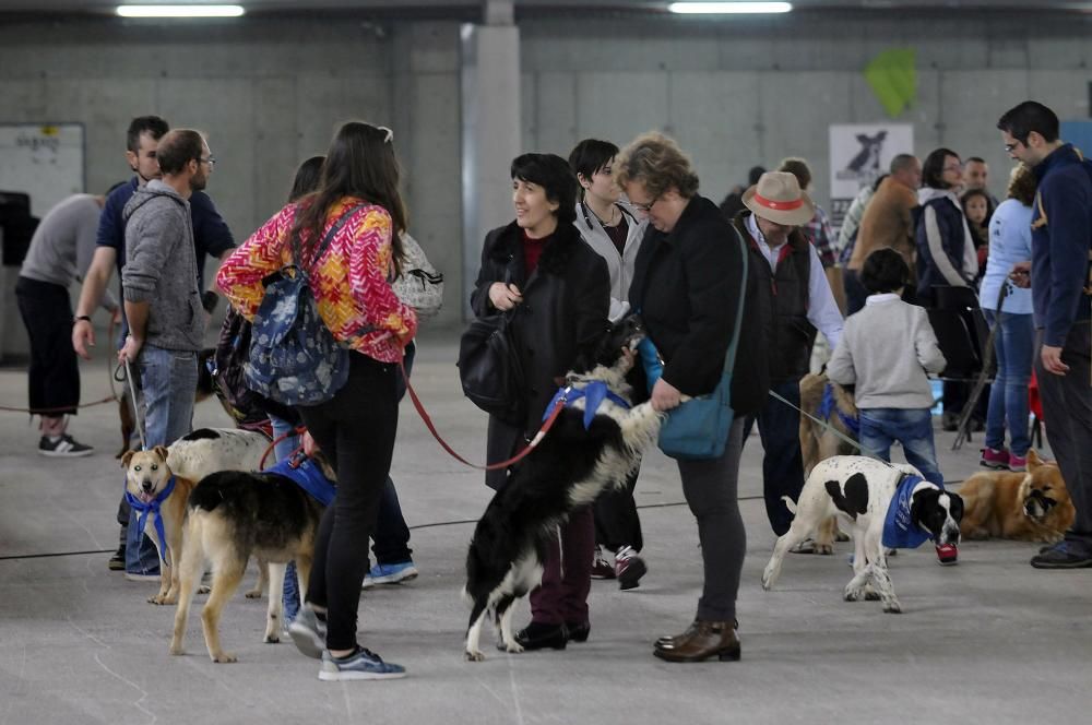 Desfile en la feria de la mascota de Santullano