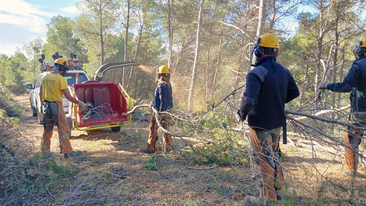 Faja de transitabilidad en Luna (Zaragoza), con eliminación de vegetación y trituración de la biomasa mediante biotrituradora.