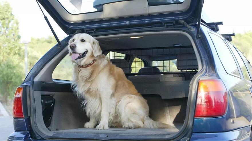 Ya ha entrado en vigor: la UE cambia las normas para viajar con tu perro y exige microchip, vacunas y pasaporte europeo