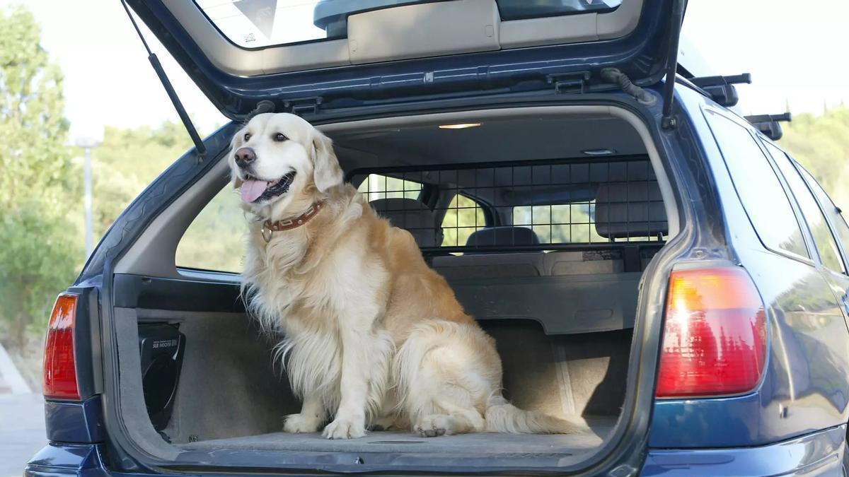 La Unión Europea pone desde hoy nuevos límites a los viajes con mascotas y refuerza el control a perros, gatos y hurones