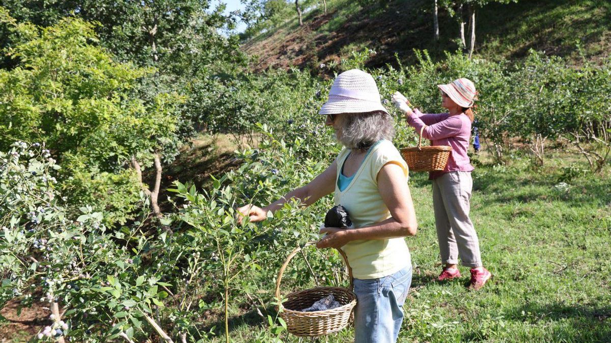 Vecinas recogiendo arándanos en una comunidad de montes de Gondomar.