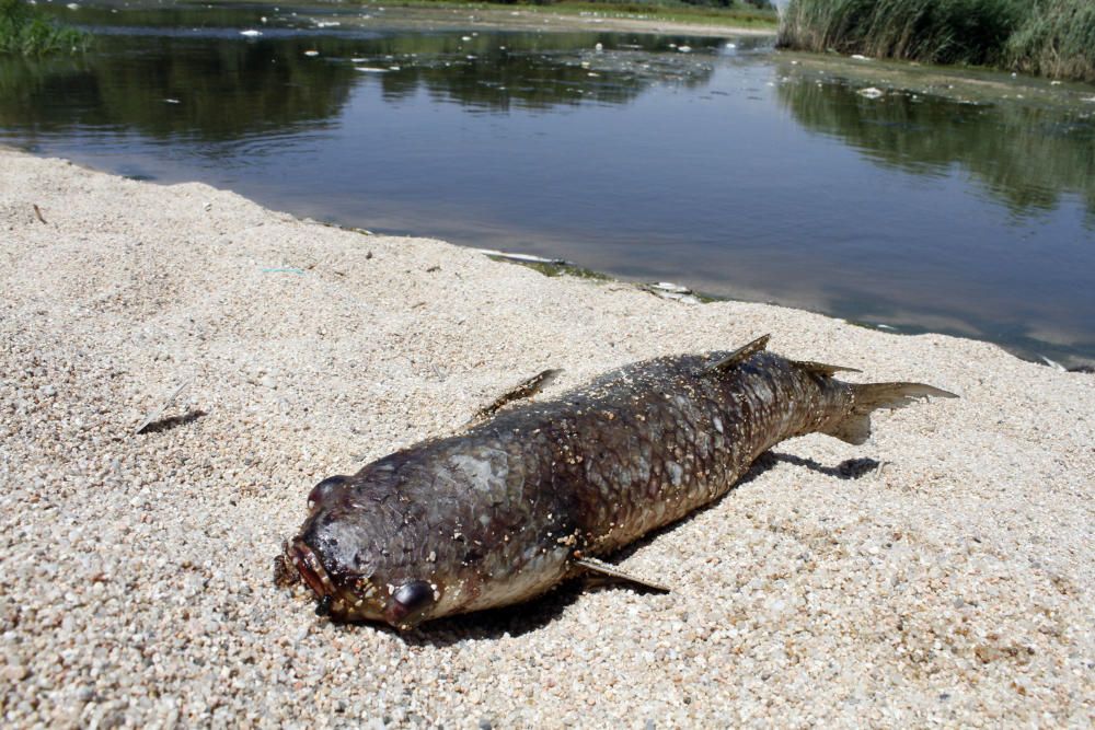 La desembocadura de la Tordera acumula peixos morts