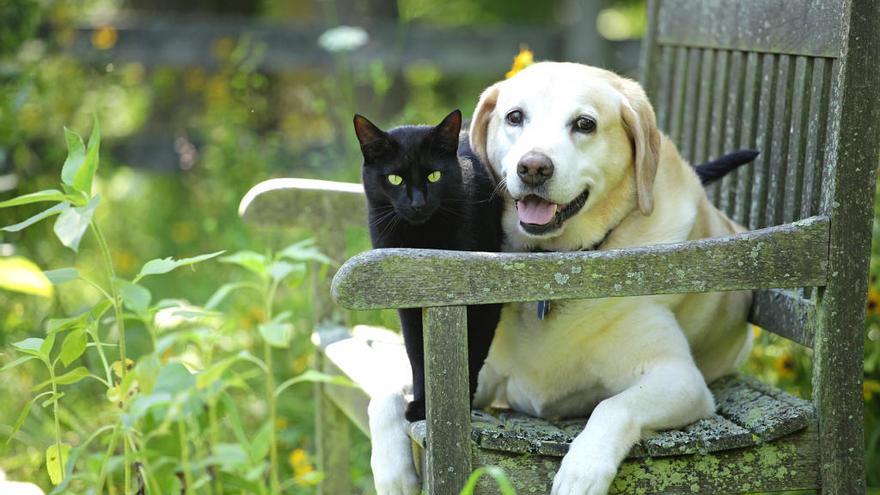 Gatos y perros cuentan con una gran inteligencia