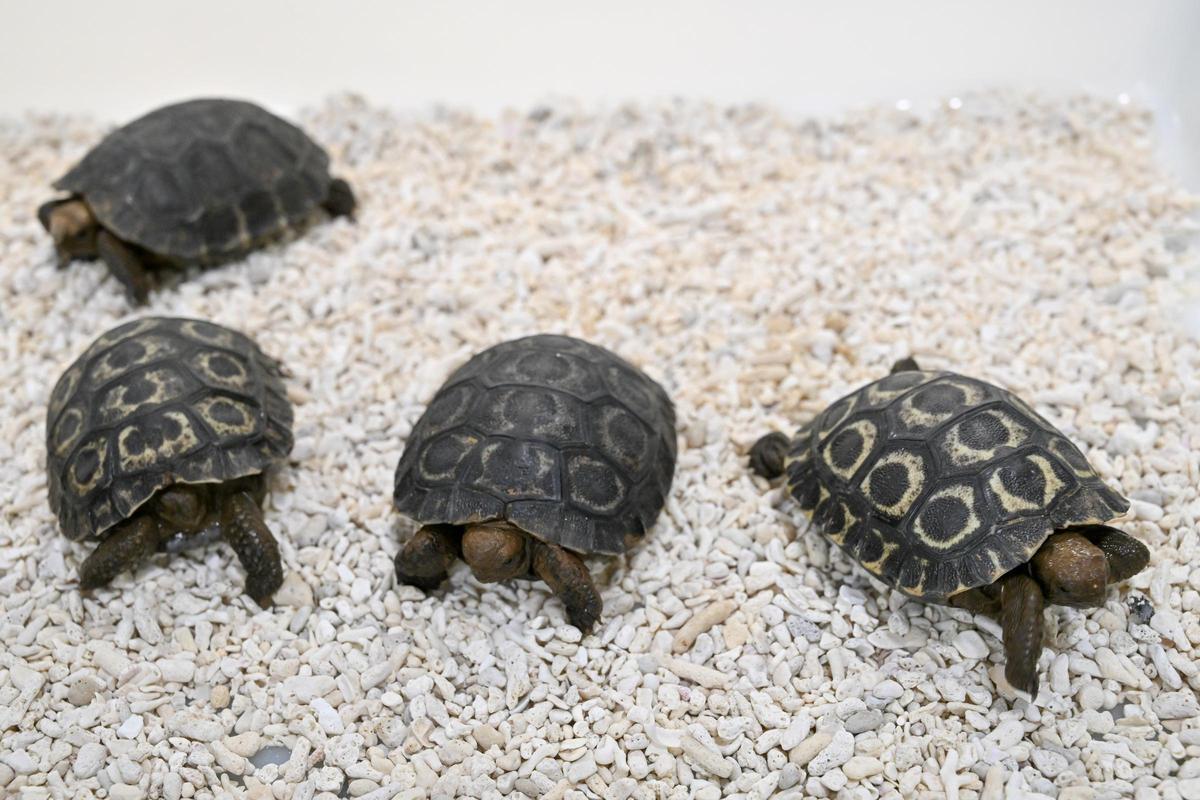Crías de tortugas de Galápagos en Loro Parque