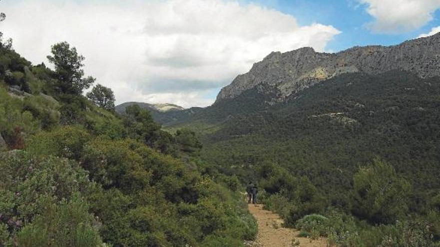 Un bosque mediterráneo perfectamente cuidado