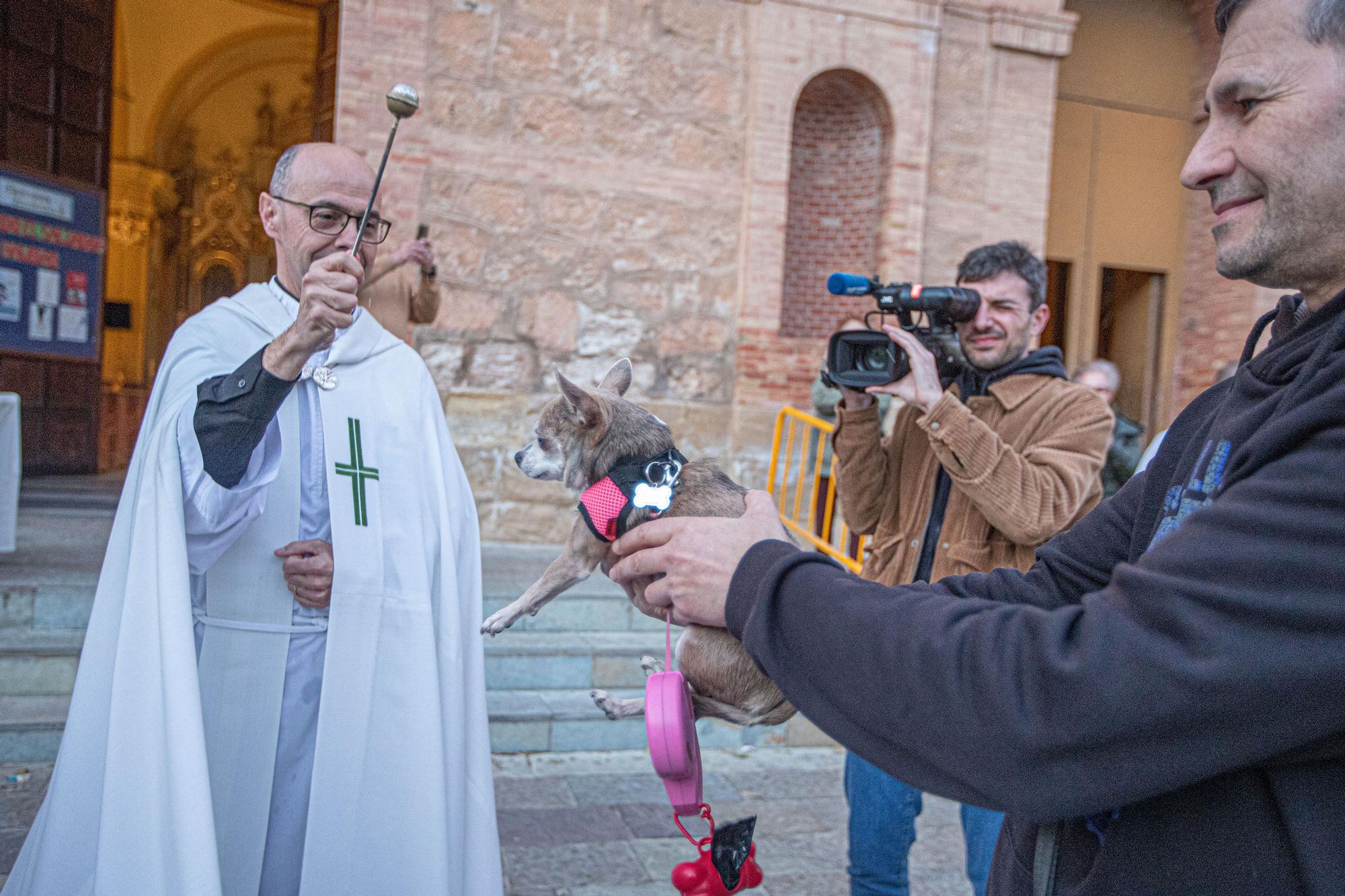 Bendición de San Antón en Torrevieja