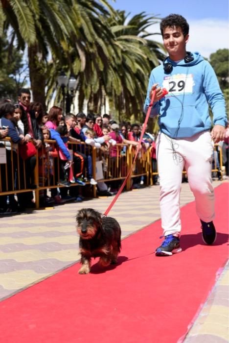 Garrapata fashion week, moda de perros en Jumilla