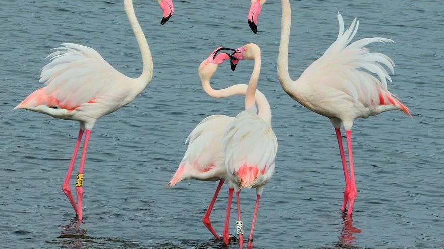 Flamencos en el Paraje Natural Desembocadura del Río Guadalhorce.