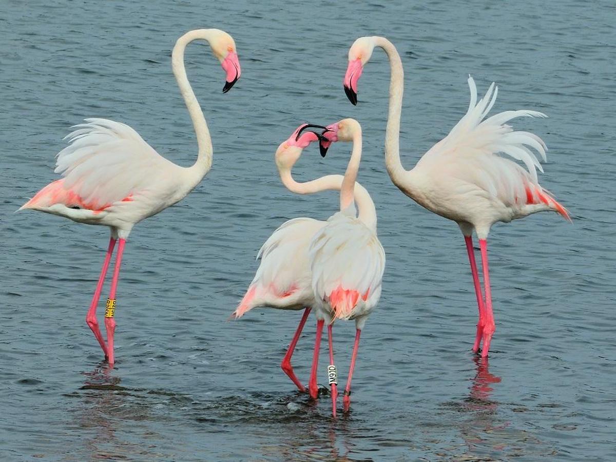 Flamencos en el Paraje Natural Desembocadura del Río Guadalhorce.