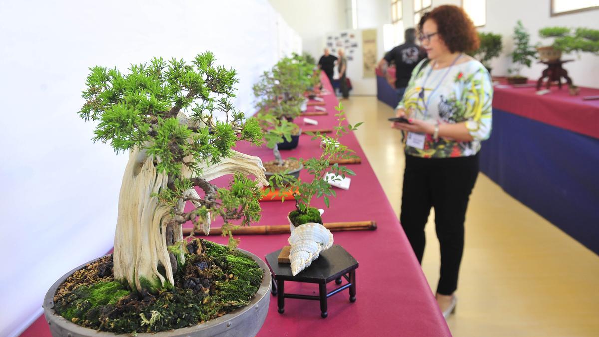 Exposición de bonsái de primavera del Elx Club Bonsái y el Club Bonsái Alicante en l'Escorxador