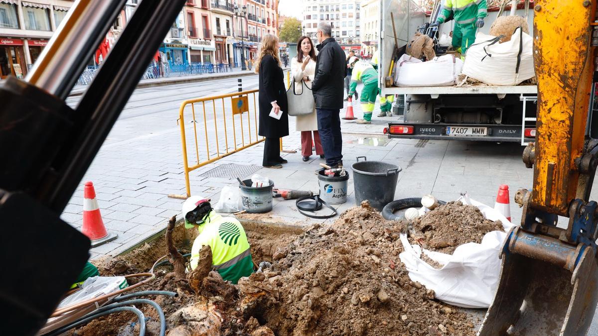Plantación de árboles en César Augusto
