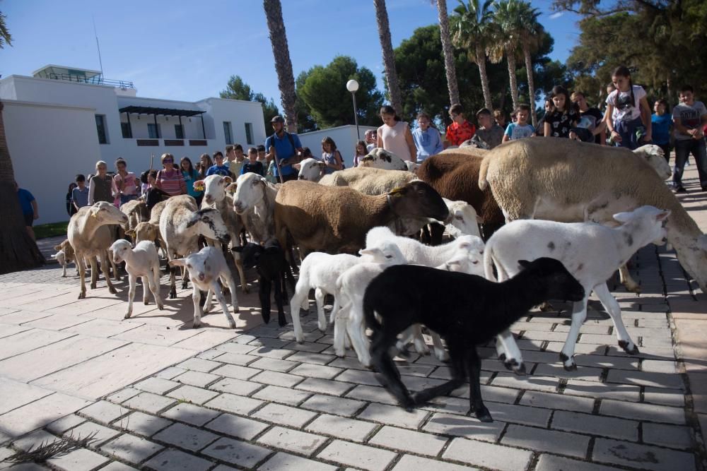 Ovejas por la Universidad