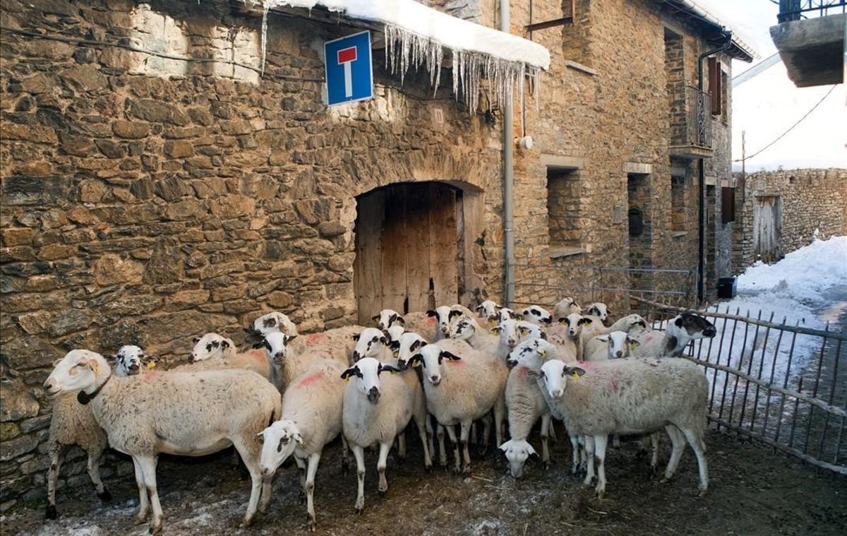 Un rebaño de ovejas en el municipio de Llessui (Pallars Sobirà).