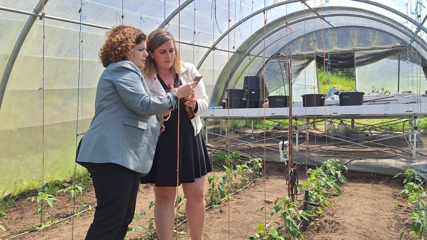 A Intelixencia Artificial monitoriza o crecemento de pementos e tomates nun invernadoiro de Zas