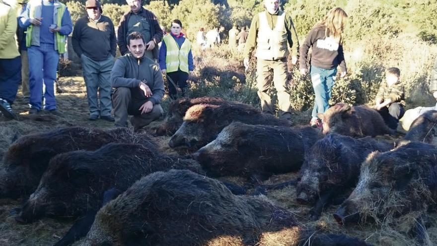 Los cazadores contemplan los jabalíes abatidos durante la montería en Ferreras de Abajo.