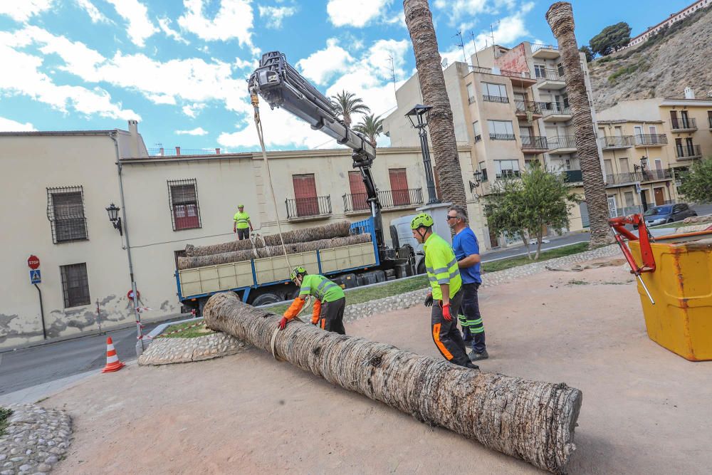 Así ha quedado la plaza de Santa Lucía de Orihuela tras retirar los troncos y tocones de 23 palmeras secas