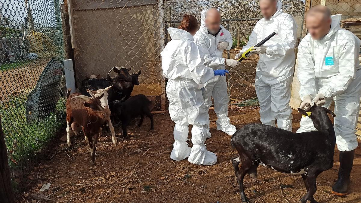 Inspecciones de la finca irregular en Constantí (Tarragona).