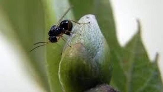 Un exemplar d'avisporuca de la castañal.