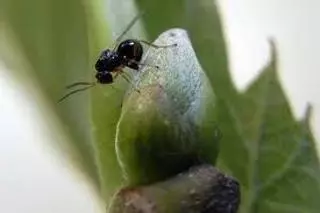 Insectos parasitoides pa salvar les castañales asturianes: la fórmula del Principáu contra una especie invasora
