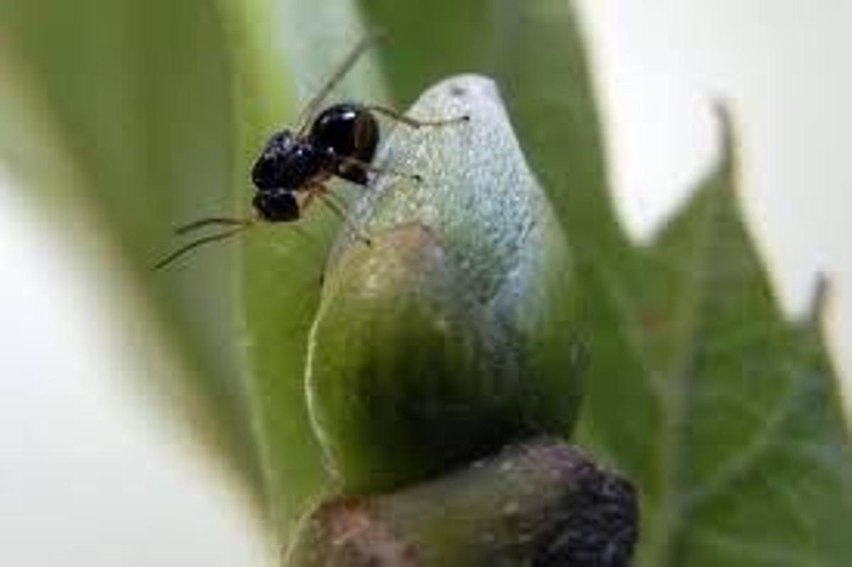 Un ejemplar de avispilla del castaño.