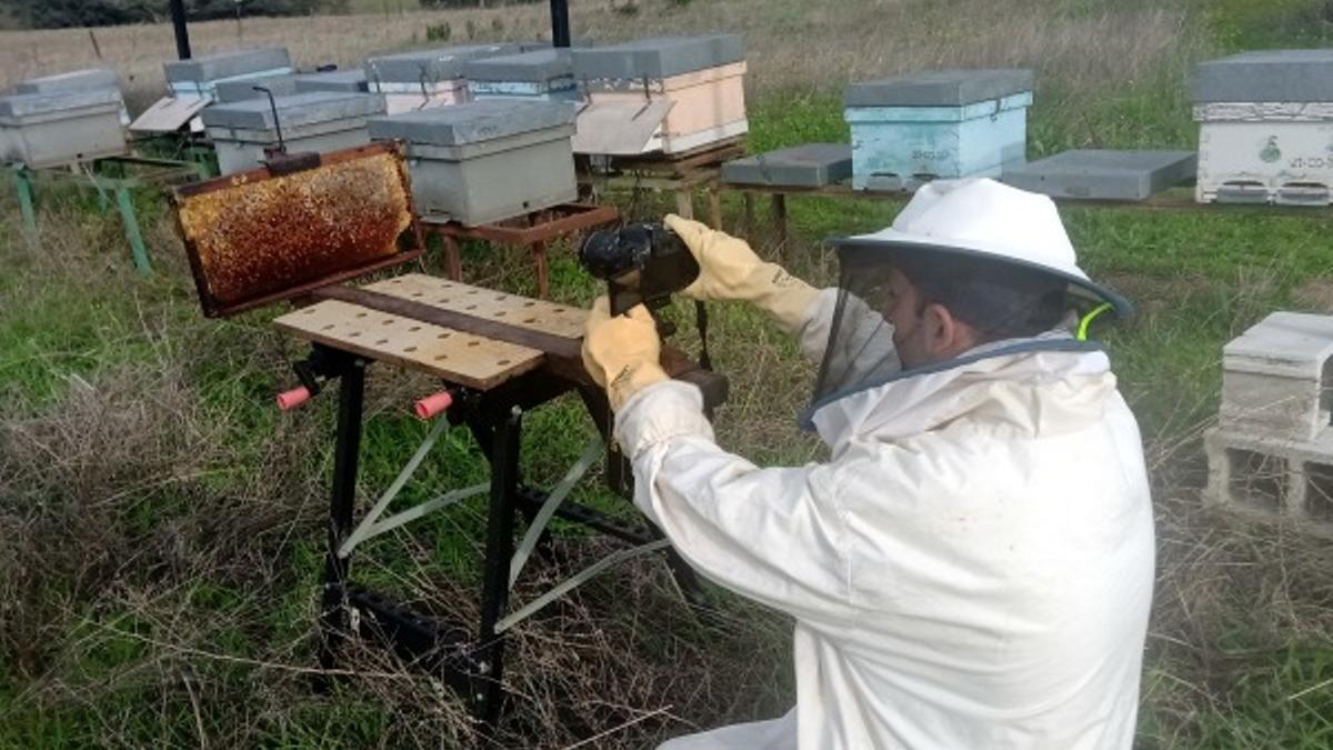 Un apicultor revisa las colmenas de abejas.