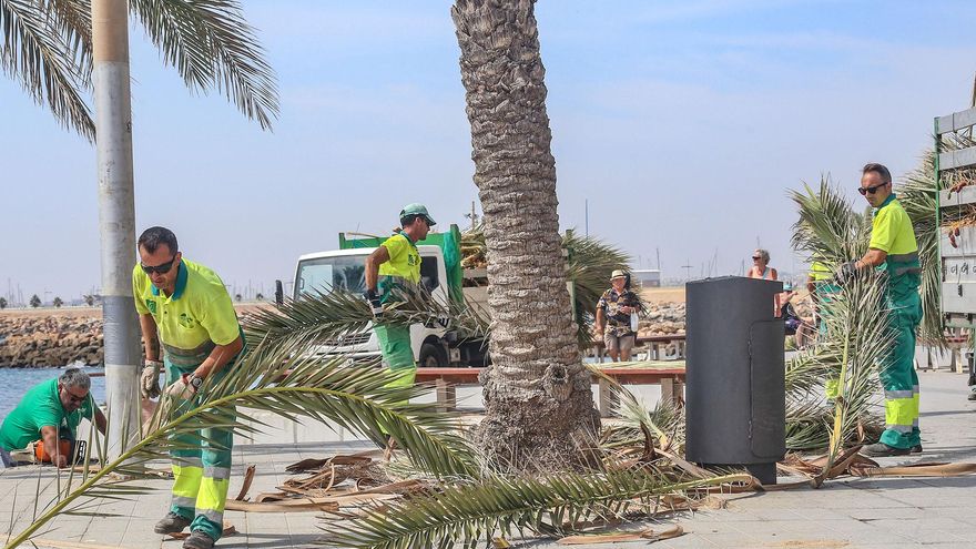 Torrevieja propone a Actúa para hacerse con el nuevo contrato de mantenimiento de zonas verdes por 111 millones