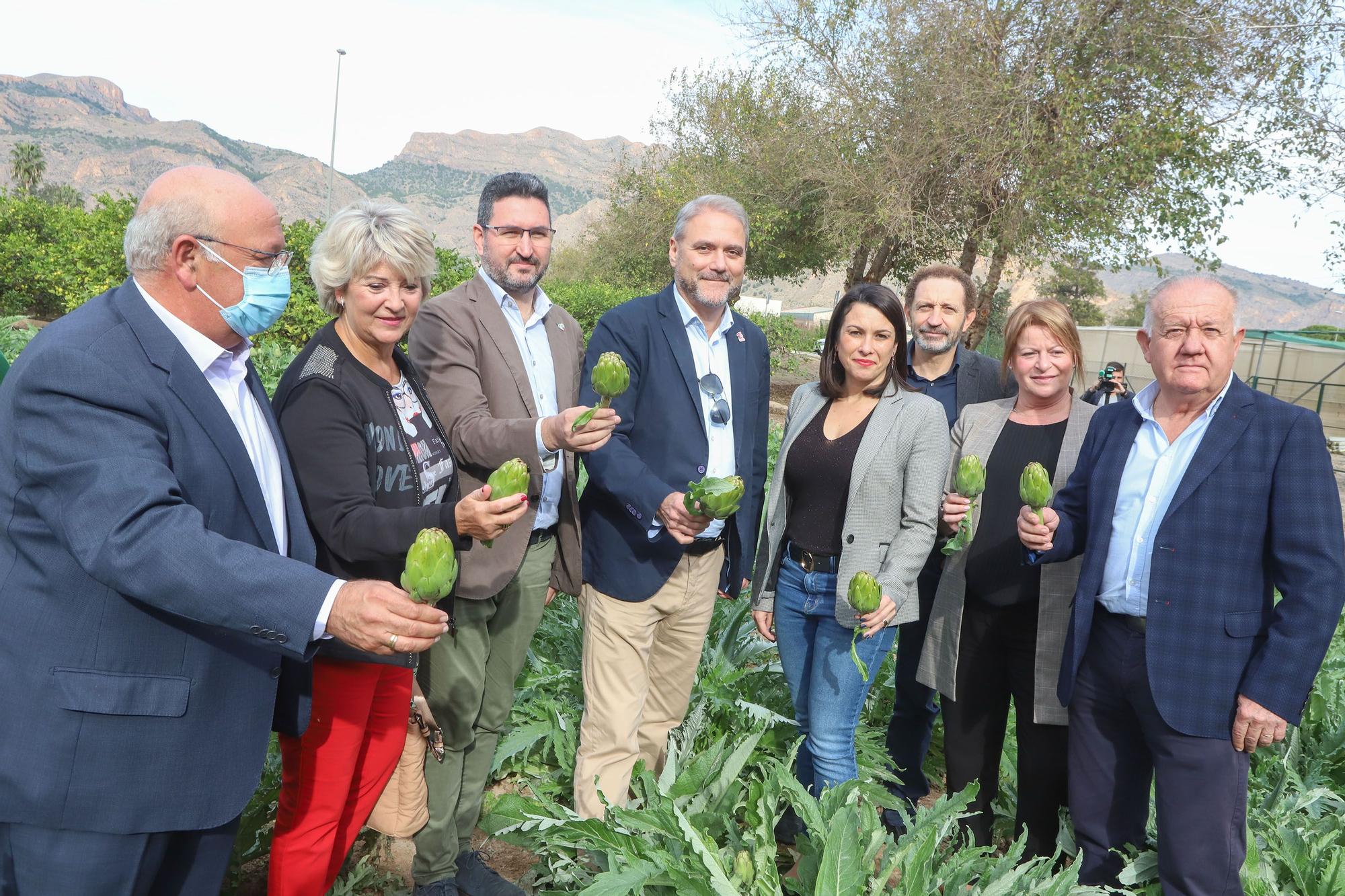 Primer corte de la temporada de alcachofas en la EPSO