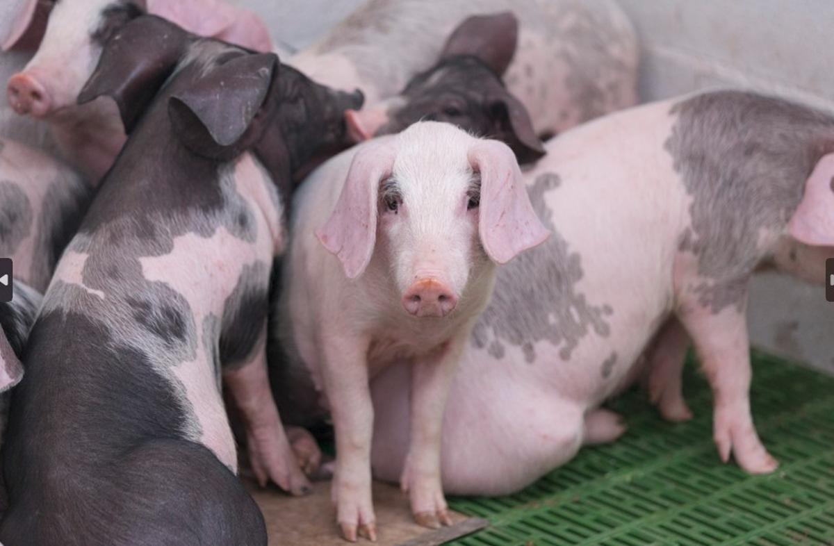 Ejemplares de porco celta.