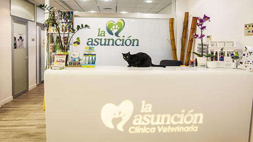Para la clínica veterinaria La Asunción, tu mascota es uno más en la familia