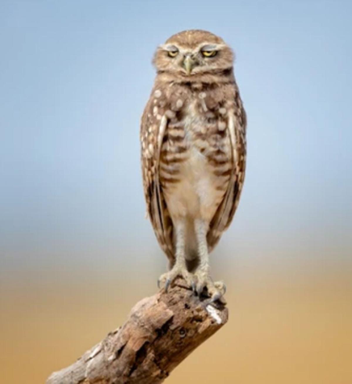 Las fotos de animales salvajes más divertidas del año