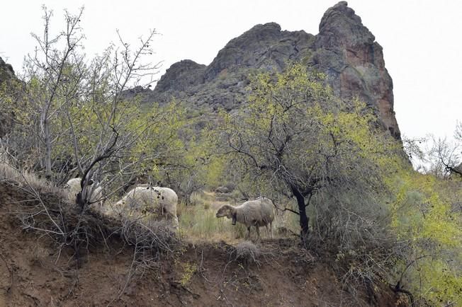 Reportaje lluvias, presa de Chira