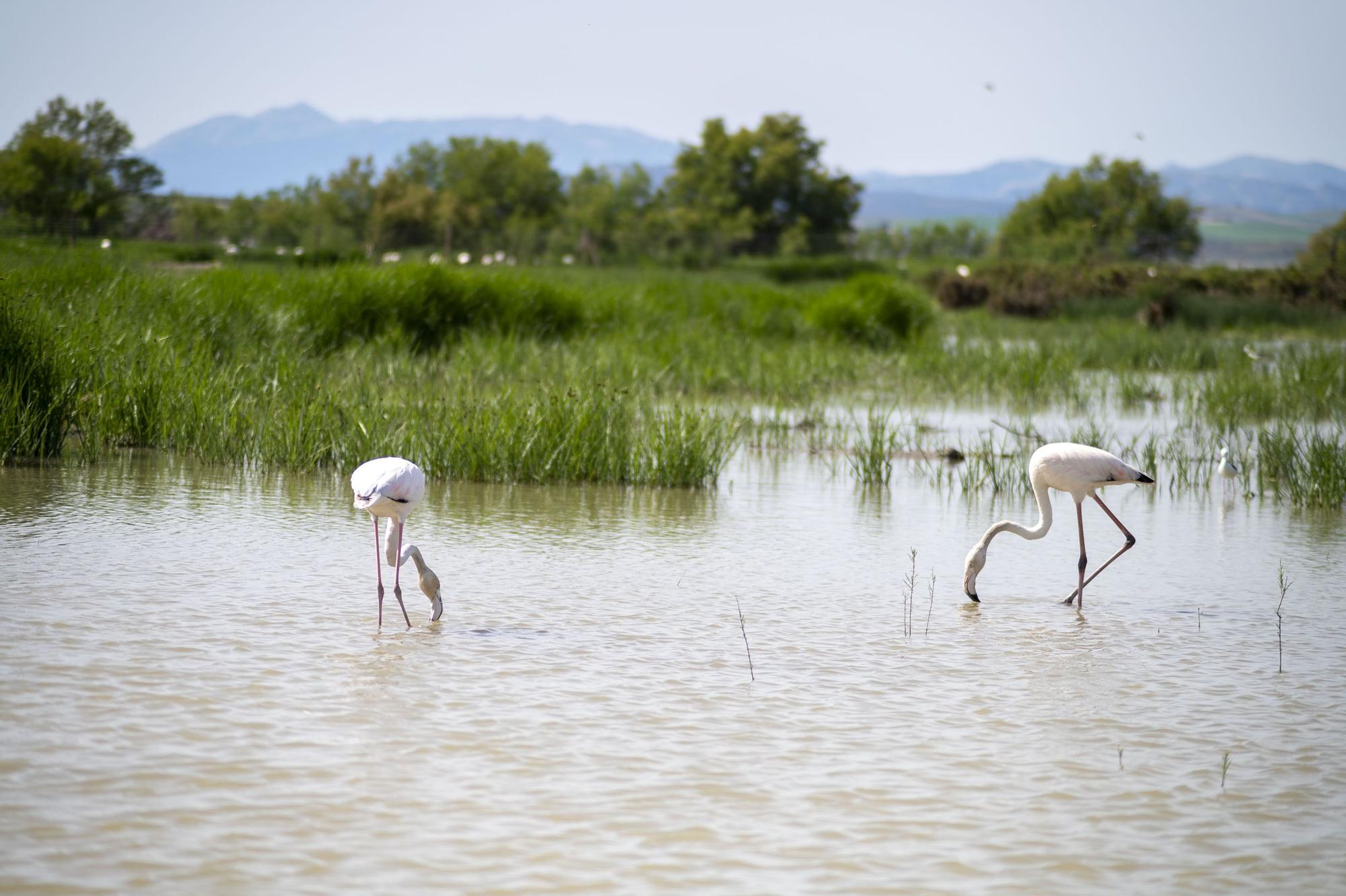 Flamencos en la Laguna de Fuente de Piedra, en abril de 2024.