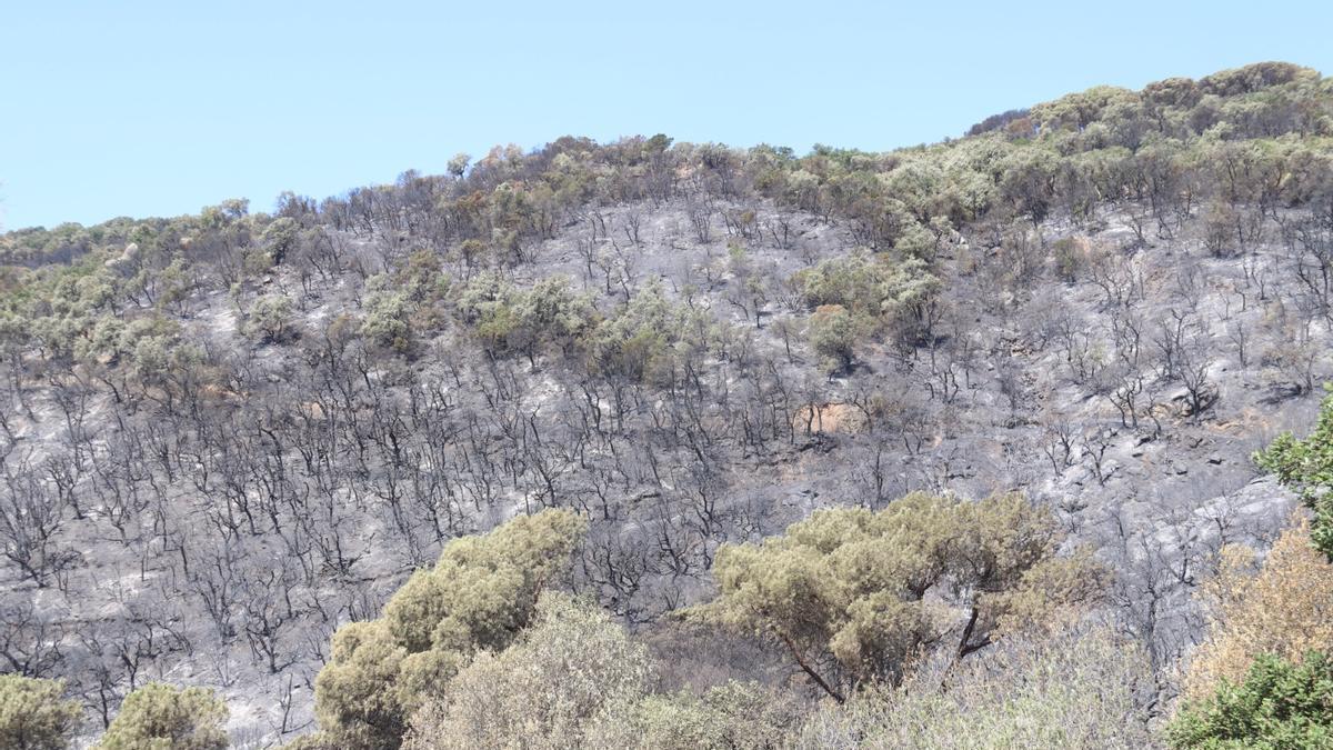 El paisatge entre Cabanyes i Mas Ambrós, cremat per l'incendi de les Gavarres  Data de publicació: dilluns 06 de juliol del 2026, 14:00  Localització: Calonge  Autor: Aleix Freixas