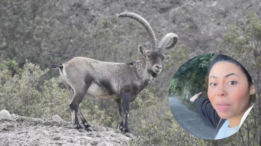 Es troba amb un grup de cabres salvatges a Montserrat i demana consell a ChatGPT: "Estem aturats al mig de la muntanya i no sabem què fer"