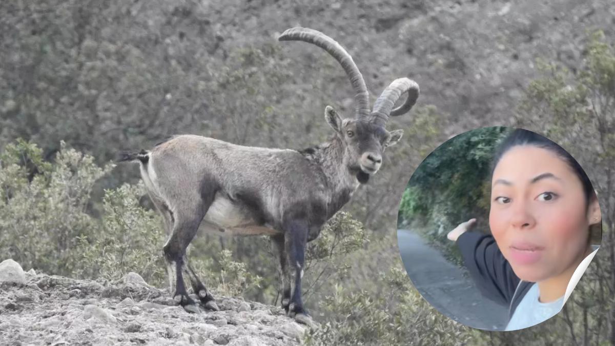Una cabra salvatge a Montserrat i la usuaria @braylyngb