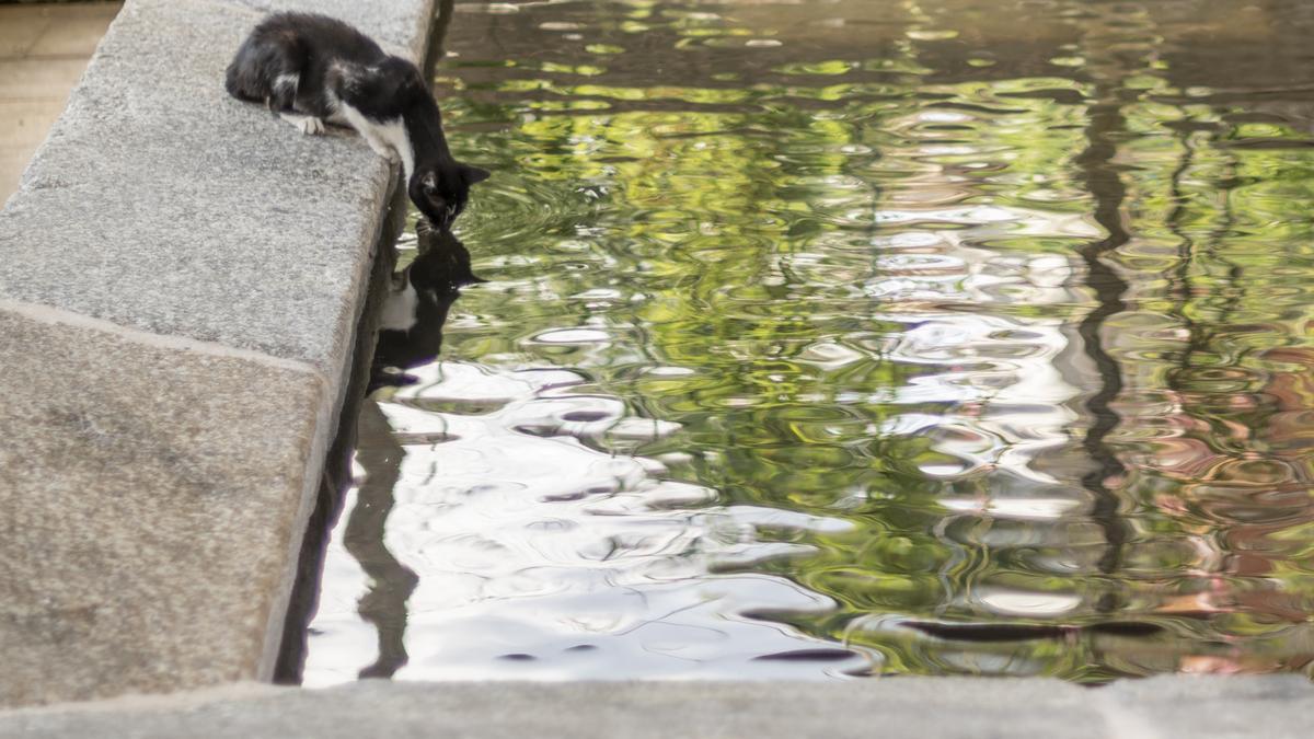 Un gato bebe de un tanque en Ribadavia.