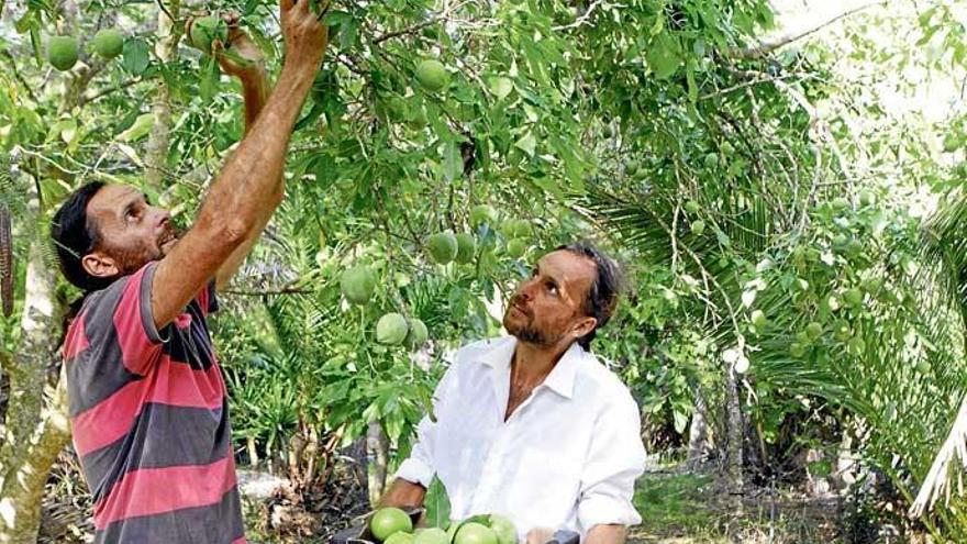 weißer Sapote Baum