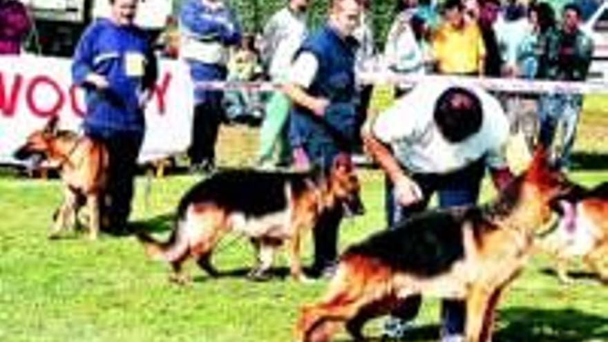 Exposicion monografica del perro pastor aleman en el parque del cuartillo