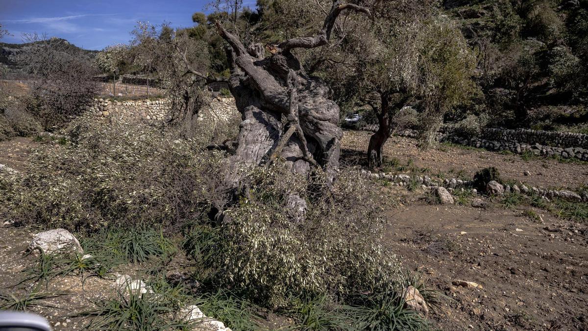 Zerstörter Olivenbaum auf der Finca Comassema.