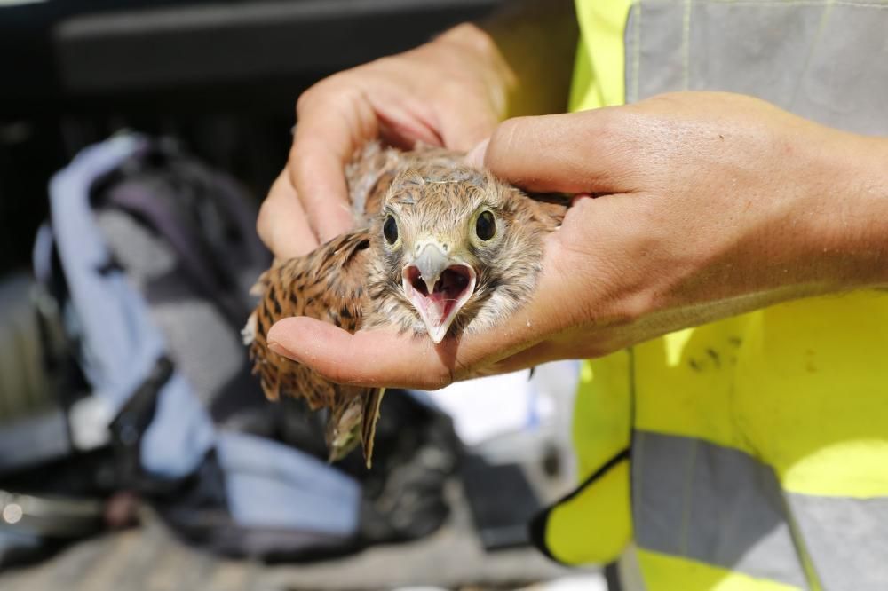 El Ayuntamiento de Torrevieja y la Conselleria de Medio Ambiente realizaron el anillamiento anual de la colonia de gaviotas establecida en el saladar de la laguna de Torrevieja con la ayuda de 30 volu