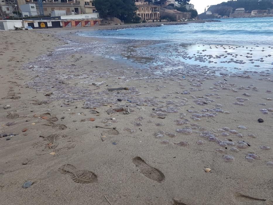 Cientos de medusas aparecen en la playa de Sóller