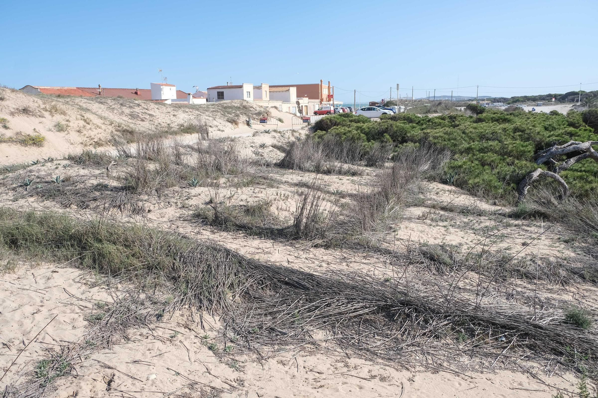 Vecinos de La Marina denuncian el mal estado de su pinada. Este es su estado actual.