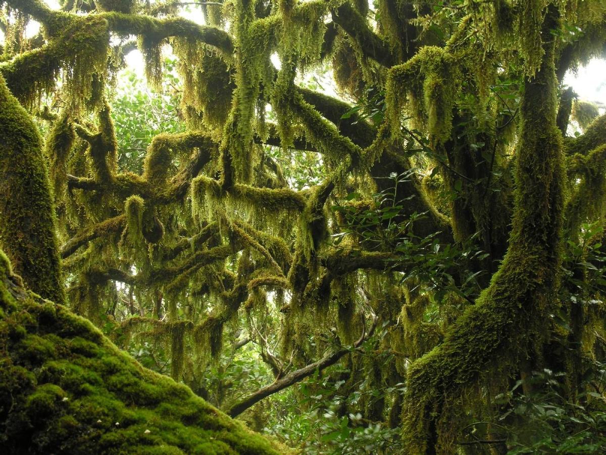 Parque Nacional de Garajonay