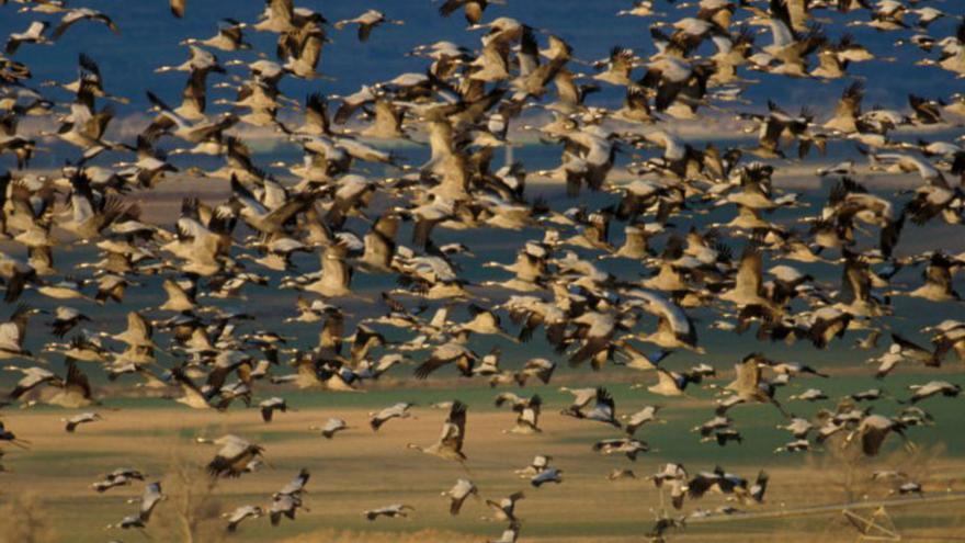 La Alberca de Alboré invita a vivir de cerca la migración de las grullas